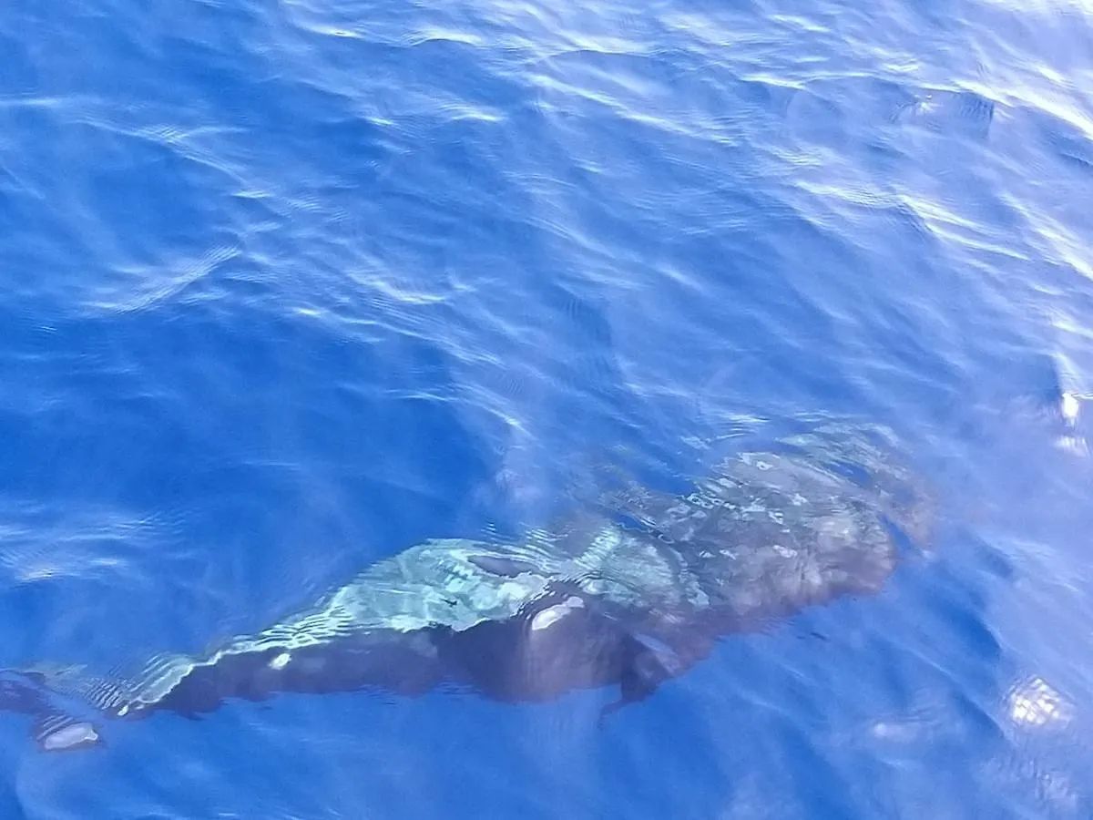 Tenerife Playa La Arena 푸에르토 데 산티아고 0*,