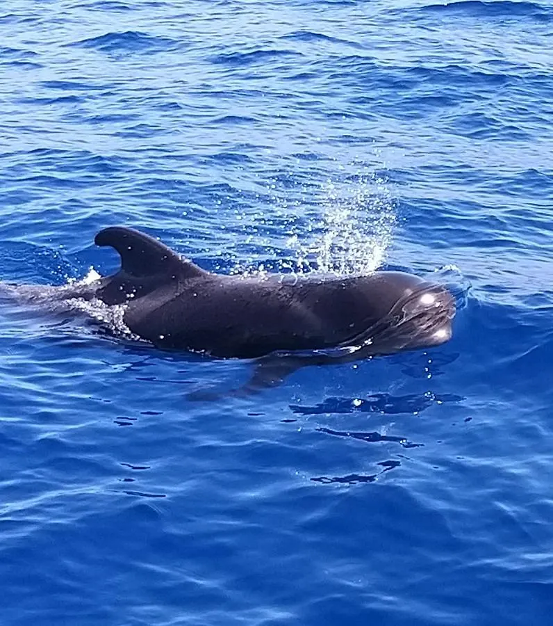 아파트 Tenerife Playa La Arena 푸에르토 데 산티아고